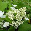 Hortenzie latnatá 'Levana' - Hydrangea paniculata 'Levana'