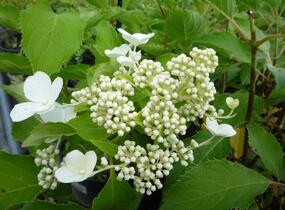 Hortenzie latnatá 'Levana' - Hydrangea paniculata 'Levana'