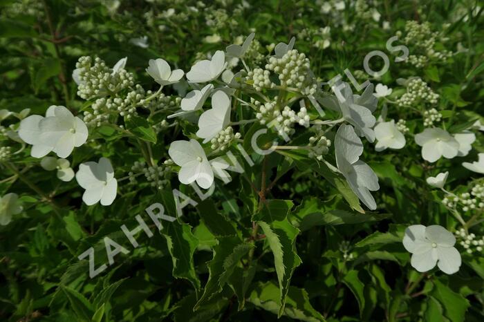 Hortenzie latnatá 'Levana' - Hydrangea paniculata 'Levana'