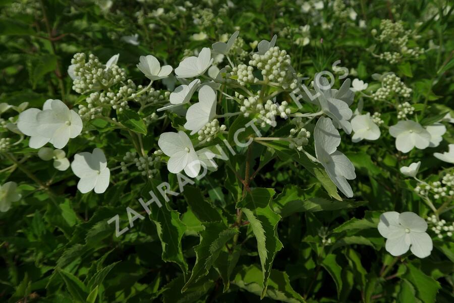 Hortenzie latnatá 'Levana' - Hydrangea paniculata 'Levana'