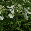 Hortenzie latnatá 'Levana' - Hydrangea paniculata 'Levana'