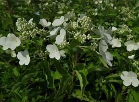 Hortenzie latnatá 'Levana' - Hydrangea paniculata 'Levana'