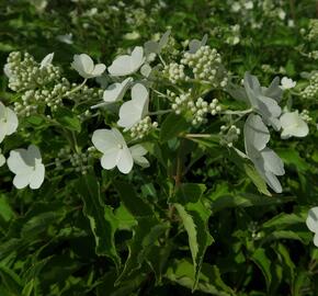 Hortenzie latnatá 'Levana' - Hydrangea paniculata 'Levana'