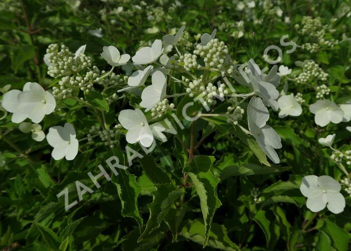 Hortenzie latnatá 'Levana' - Hydrangea paniculata 'Levana'