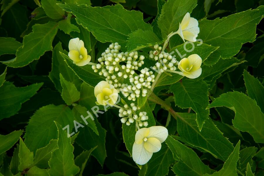 Hortenzie latnatá 'Levana' - Hydrangea paniculata 'Levana'