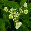 Hortenzie latnatá 'Levana' - Hydrangea paniculata 'Levana'