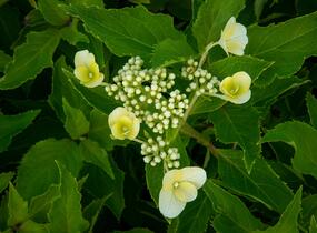 Hortenzie latnatá 'Levana' - Hydrangea paniculata 'Levana'