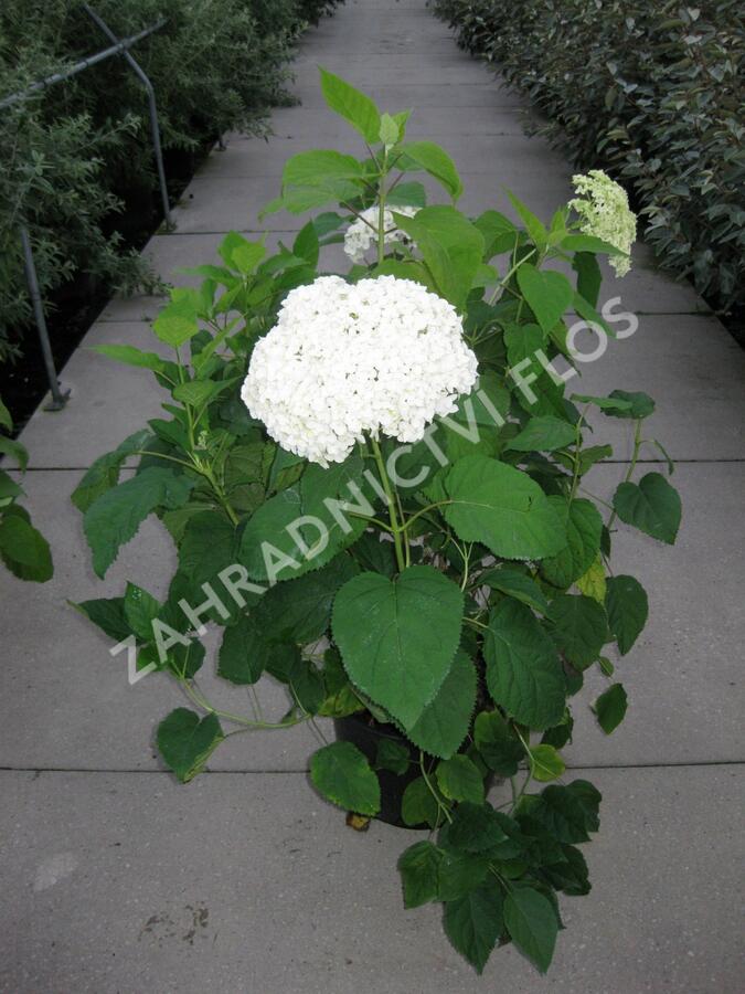 Hortenzie stromečkovitá 'Annabelle' - Hydrangea arborescens 'Annabelle'