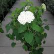 Hortenzie stromečkovitá 'Annabelle' - Hydrangea arborescens 'Annabelle'