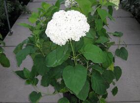 Hortenzie stromečkovitá 'Annabelle' - Hydrangea arborescens 'Annabelle'