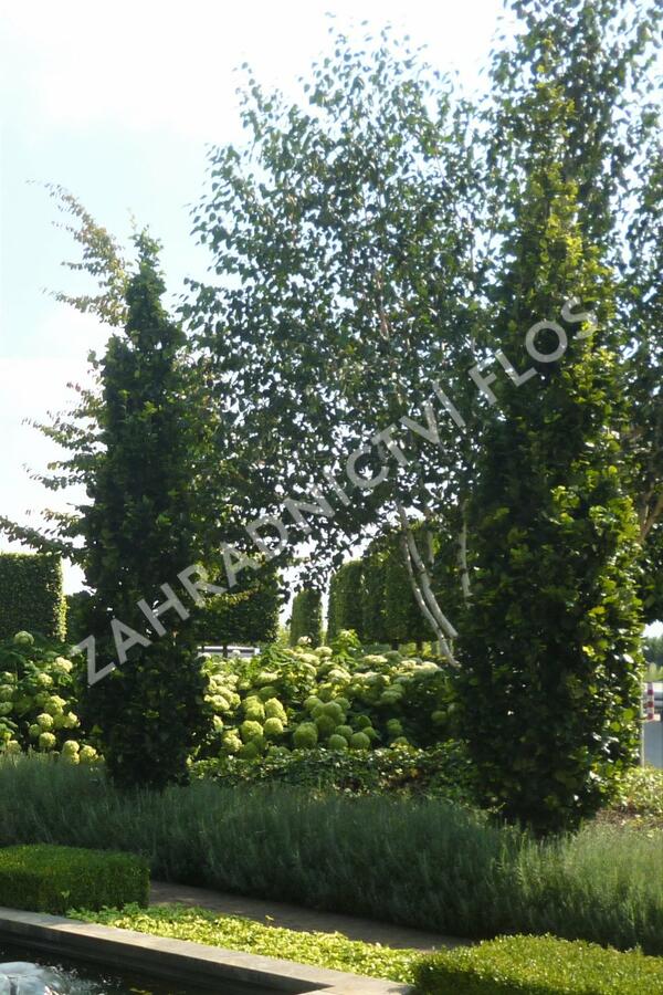 Hortenzie stromečkovitá 'Annabelle' - Hydrangea arborescens 'Annabelle'