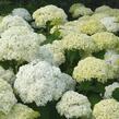 Hortenzie stromečkovitá 'Annabelle' - Hydrangea arborescens 'Annabelle'