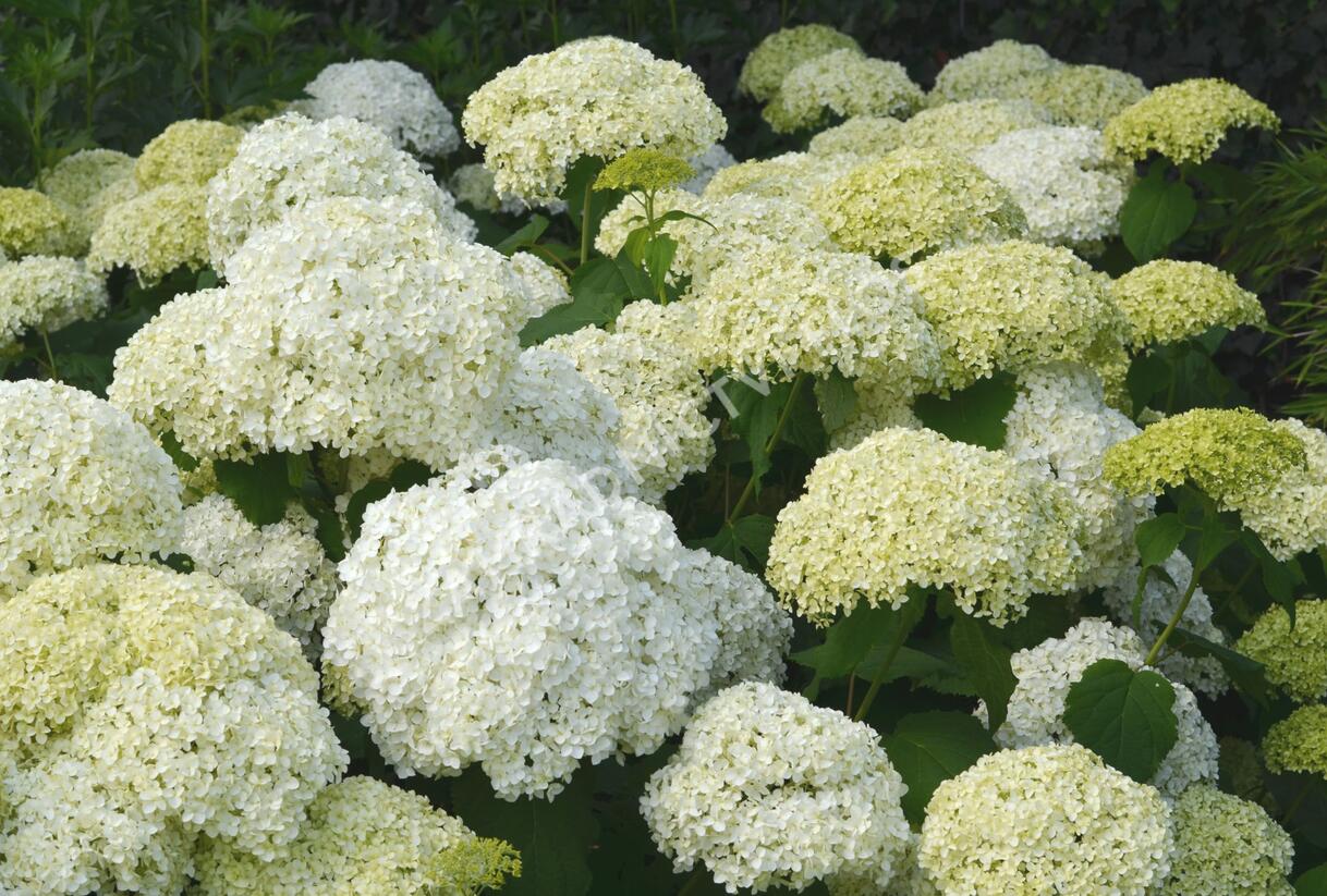 Hortenzie stromečkovitá 'Annabelle' - Hydrangea arborescens 'Annabelle'