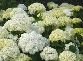 Hortenzie stromečkovitá 'Annabelle' - Hydrangea arborescens 'Annabelle'