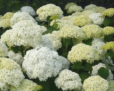 Hortenzie stromečkovitá 'Annabelle'