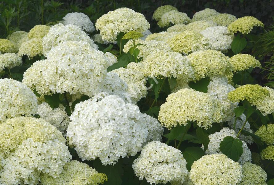Hortenzie stromečkovitá 'Annabelle' - Hydrangea arborescens 'Annabelle'