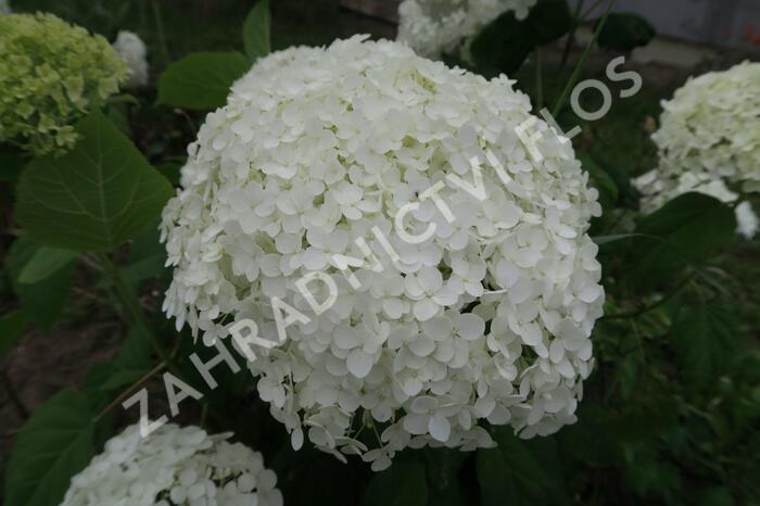 Hortenzie stromečkovitá 'Annabelle' - Hydrangea arborescens 'Annabelle'