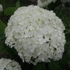 Hortenzie stromečkovitá 'Annabelle' - Hydrangea arborescens 'Annabelle'