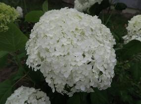 Hortenzie stromečkovitá 'Annabelle' - Hydrangea arborescens 'Annabelle'