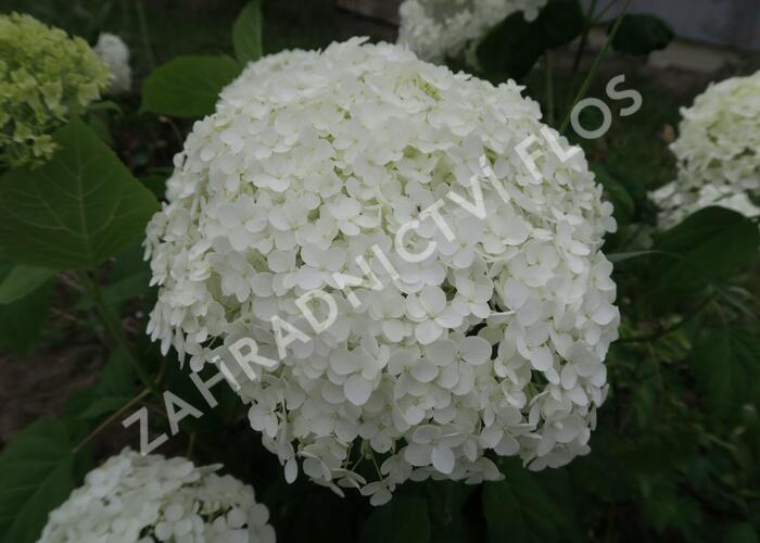 Hortenzie stromečkovitá 'Annabelle' - Hydrangea arborescens 'Annabelle'