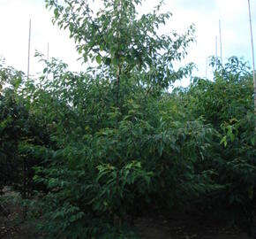 Svída sporná - Cornus controversa