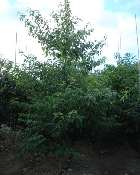 Svída sporná - Cornus controversa