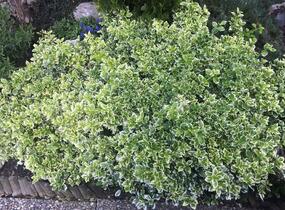 Brslen Fortuneův 'Emerald Gaiety' - Euonymus fortunei 'Emerald Gaiety'