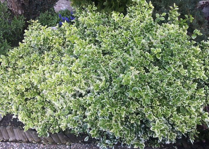 Brslen Fortuneův 'Emerald Gaiety' - Euonymus fortunei 'Emerald Gaiety'