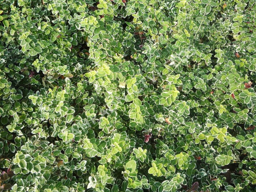 Brslen Fortuneův 'Emerald Gaiety' - Euonymus fortunei 'Emerald Gaiety'