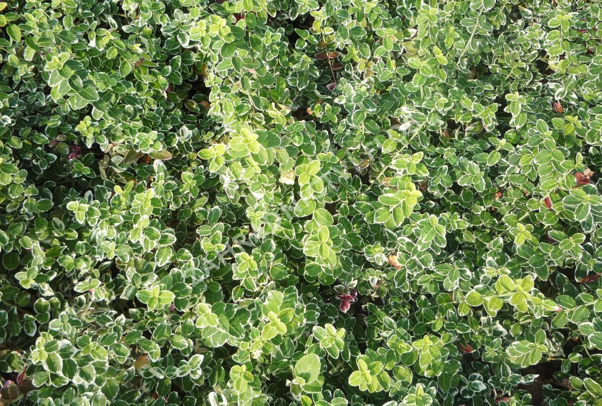 Brslen Fortuneův 'Emerald Gaiety' - Euonymus fortunei 'Emerald Gaiety'