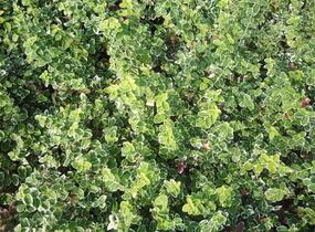 Brslen Fortuneův 'Emerald Gaiety' - Euonymus fortunei 'Emerald Gaiety'