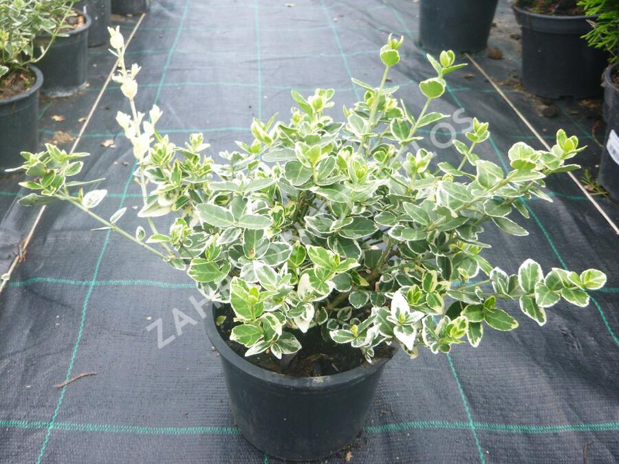 Brslen Fortuneův 'Emerald Gaiety' - Euonymus fortunei 'Emerald Gaiety'