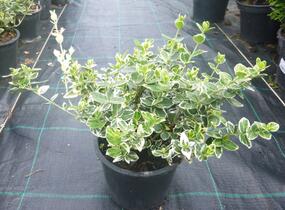 Brslen Fortuneův 'Emerald Gaiety' - Euonymus fortunei 'Emerald Gaiety'