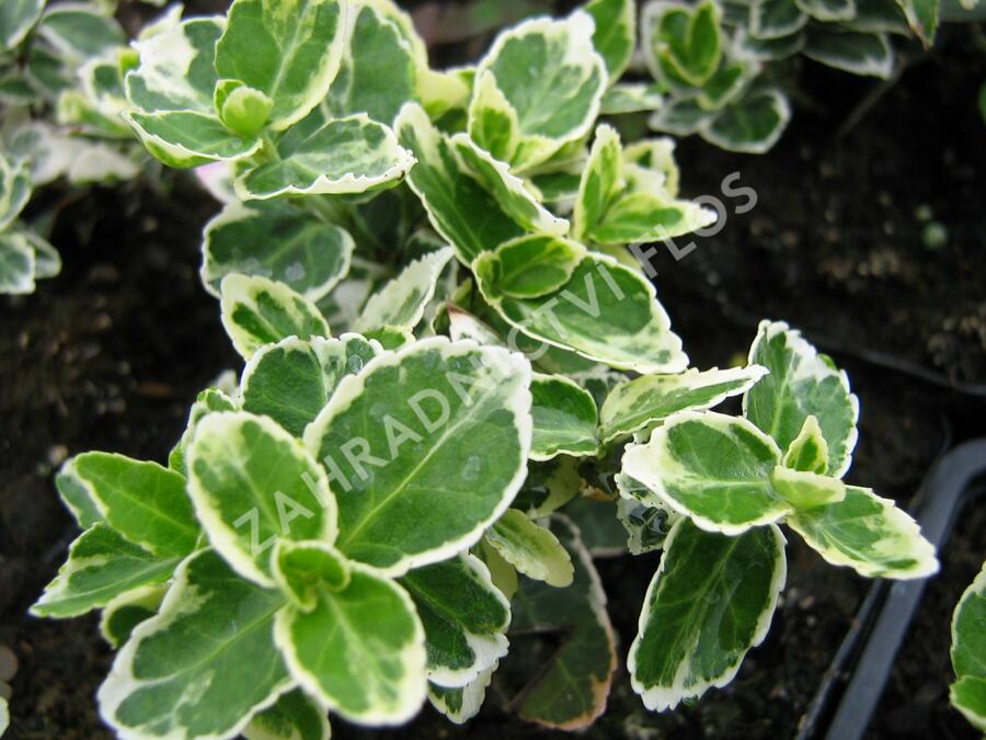 Brslen Fortuneův 'Emerald Gaiety' - Euonymus fortunei 'Emerald Gaiety'