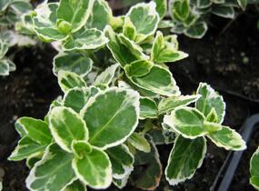 Brslen Fortuneův 'Emerald Gaiety' - Euonymus fortunei 'Emerald Gaiety'