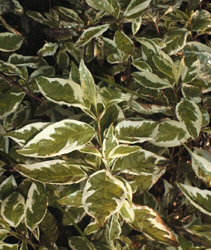 Svída bílá 'Argenteomarginata' - Cornus alba 'Argenteomarginata'