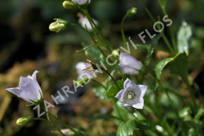 Zvonek lžičkolistý 'Advance Blue' - Campanula cochlearifolia 'Advance Blue'
