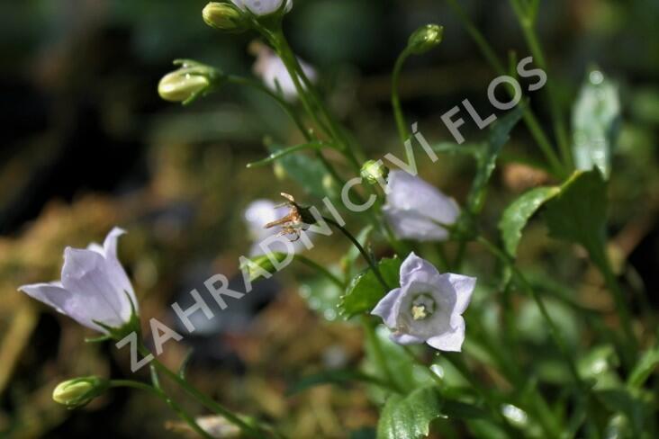 Zvonek lžičkolistý 'Advance Blue' - Campanula cochlearifolia 'Advance Blue'