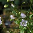 Zvonek lžičkolistý 'Advance Blue' - Campanula cochlearifolia 'Advance Blue'