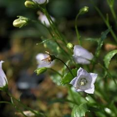 Zvonek lžičkolistý 'Advance Blue' - Campanula cochlearifolia 'Advance Blue'