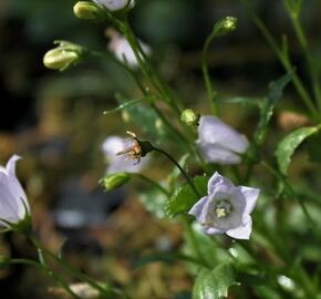 Zvonek lžičkolistý 'Advance Blue' - Campanula cochlearifolia 'Advance Blue'