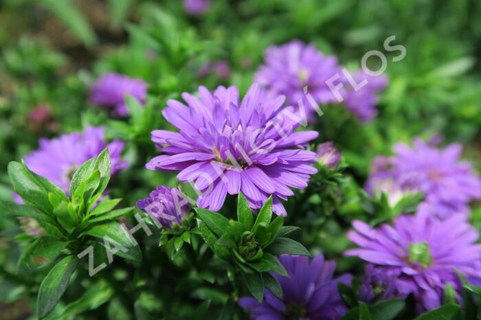 Hvězdnice novobelgická 'Almira Double Purple' - Aster novi-belgii 'Almira Double Purple'