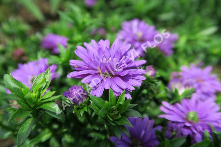 Hvězdnice novobelgická 'Almira Double Purple' - Aster novi-belgii 'Almira Double Purple'