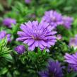 Hvězdnice novobelgická 'Almira Double Purple' - Aster novi-belgii 'Almira Double Purple'