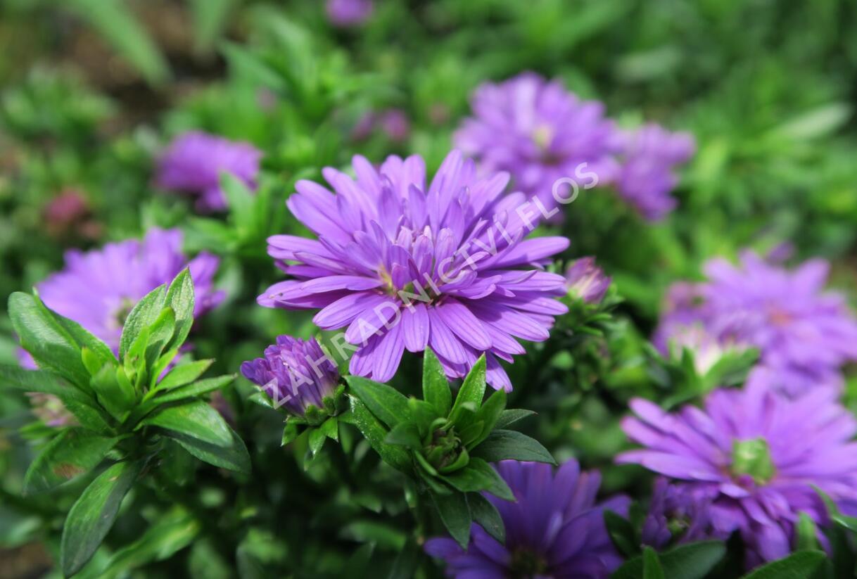 Hvězdnice novobelgická 'Almira Double Purple' - Aster novi-belgii 'Almira Double Purple'
