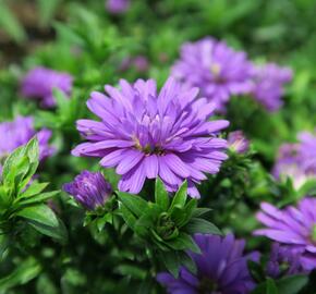 Hvězdnice novobelgická 'Almira Double Purple' - Aster novi-belgii 'Almira Double Purple'