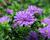 Hvězdnice novobelgická 'Almira Double Purple'