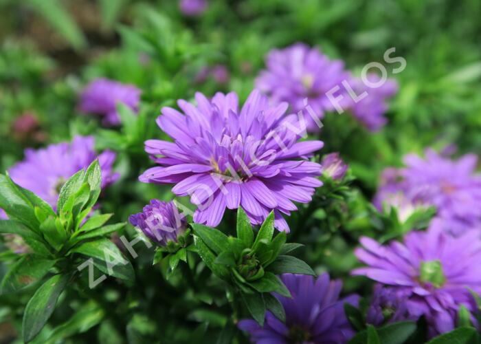 Hvězdnice novobelgická 'Almira Double Purple' - Aster novi-belgii 'Almira Double Purple'