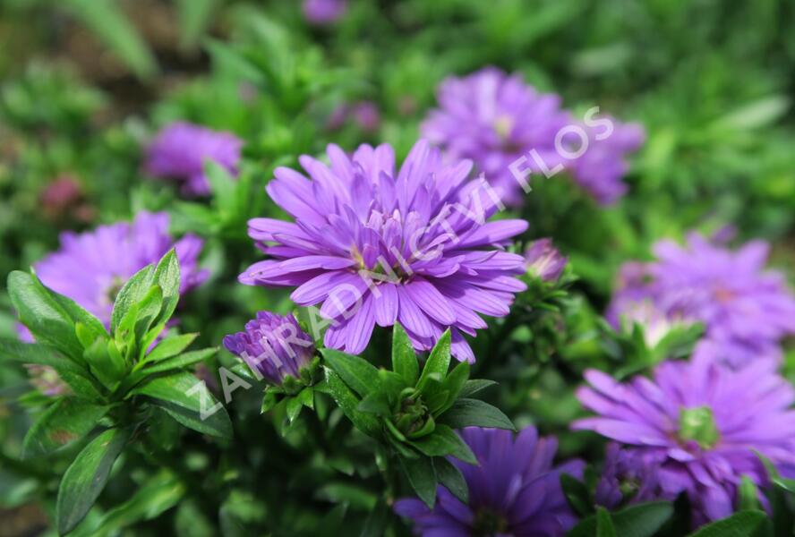 Hvězdnice novobelgická 'Almira Double Purple' - Aster novi-belgii 'Almira Double Purple'