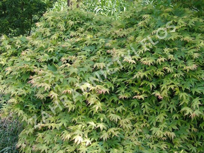 Javor dlanitolistý 'Katsura' - Acer palmatum 'Katsura'